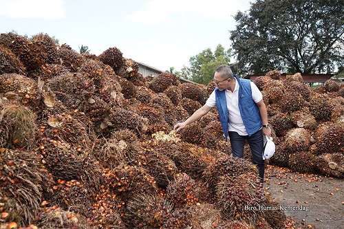 Pabrik Pengolahan Sawit Beli TBS Rendah, Petani Mengeluh Ke Mendag Zulhas